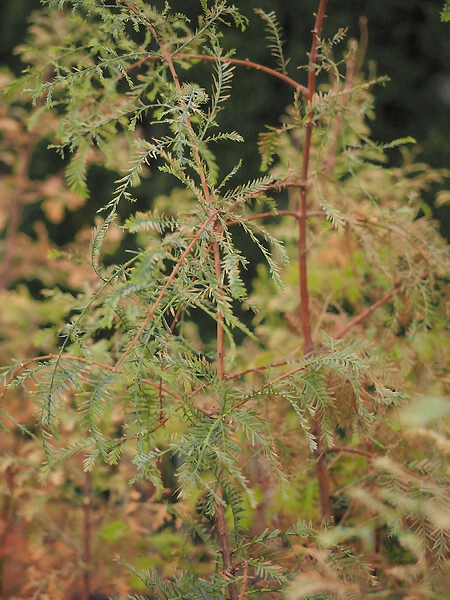 Metasequoia glyptostroboides 'Blue Ish'